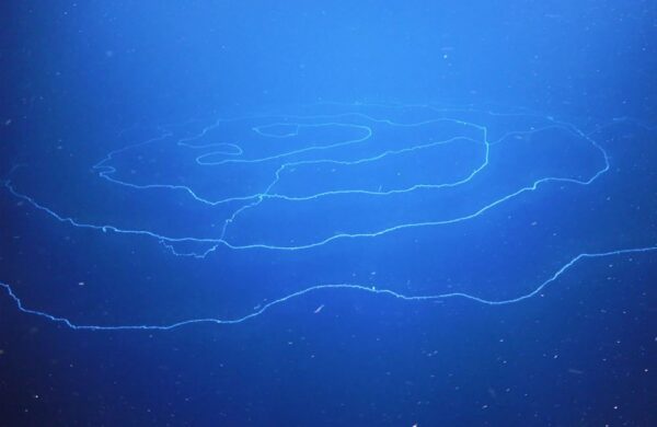 In Australia scoperto il “mostro” di Ningaloo Reef: è la creatura più lunga del pianeta