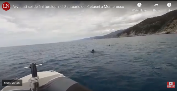 Dolphin Sighting Off the Cinque Terre