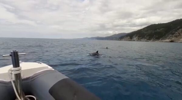 Sei delfini tursiopi nuotano al largo delle Cinque Terre: ecco il video dell’avvistamento