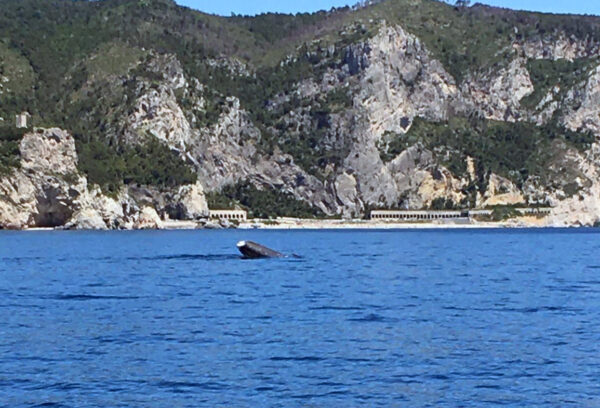 Codamozza ricompare nel Santuario dei Cetacei. L’Istituto Thetys a LN: “Mai visto una balenottera così magra ma è una macchina da corsa”