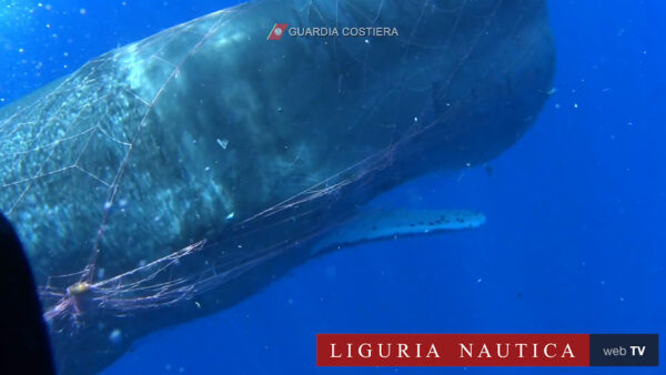 I difficili soccorsi al capodoglio impigliato in una rete da pesca alle Eolie