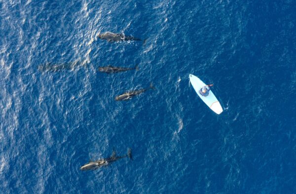 Incontro con i globicefali al largo dell’Isola Gallinara durante le riprese del film “Bantleby, la balena”