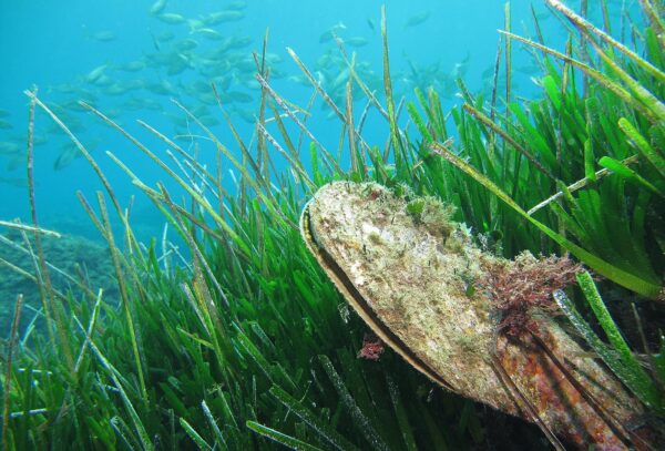 Nelle Cinque Terre è tornata la “Pinna nobilis”: può raggiungere un metro e mezzo di altezza