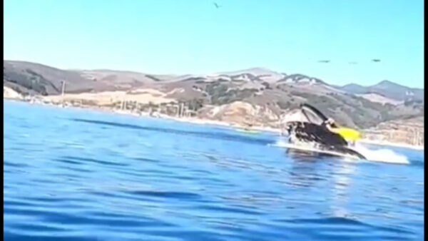 Balena inghiotte due donne su un kayak in California