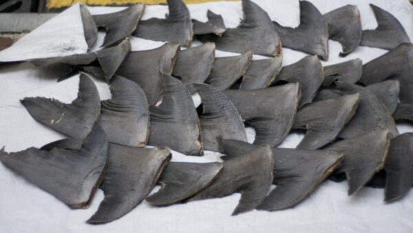 Negli Stati Uniti sgominata organizzazione criminale dedita allo shark finning