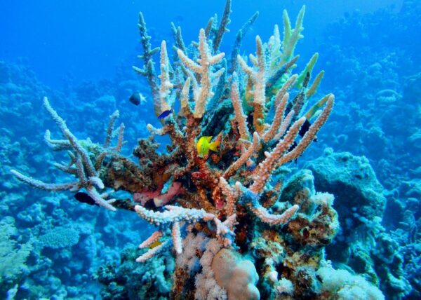 How is Australia’s Great Barrier Reef doing? It has halved in the last 25 years