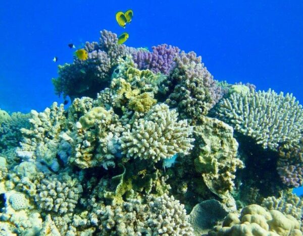 “Adotta un corallo”: North Sails sostiene la campagna dei “Coral Gardeners” per salvare la barriera corallina