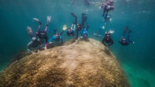 Scoperto un gigantesco corallo sulla Grande Barriera Corallina australiana