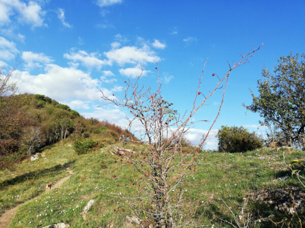 Liguria storica a cavallo tra due golfi: a piedi dalla Chiesa Millenaria di Camogli al santuario di Caravaggio