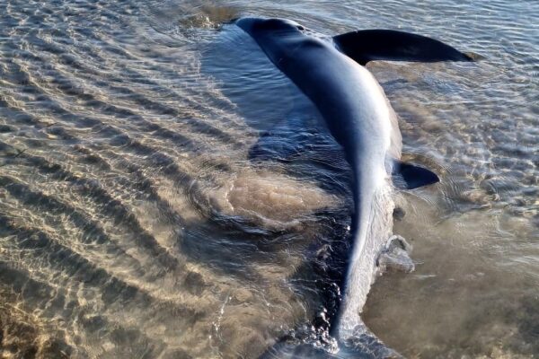 Uno squalo azzurro partorisce in spiaggia 9 piccoli a Sciacca: il video