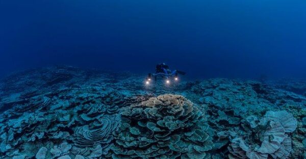 L’Unesco scopre una delle barriere coralline più grandi e più profonde del mondo