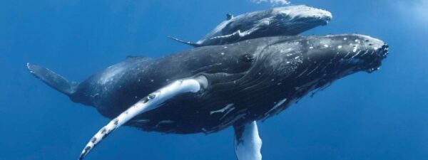 The appeal of the WWF to the United Nations: “Protect the whale highways”