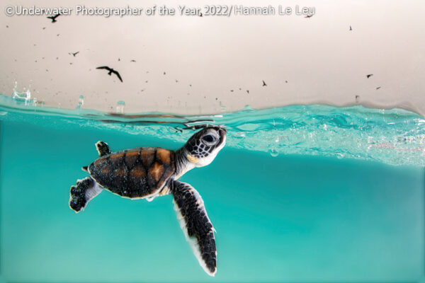 I “giganti della notte” vincono l’Underwater Photographer of the Year 2022