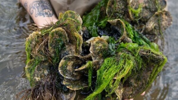 Gusci di ostriche come diga naturale: l’idea di Billion Oyster Project per difendere New York