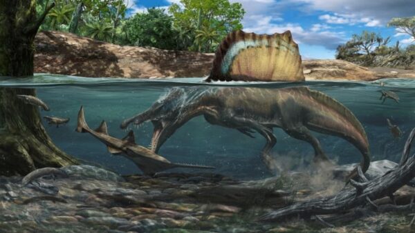 Spinosauro: il più grande dinosauro carnivoro era un nuotatore