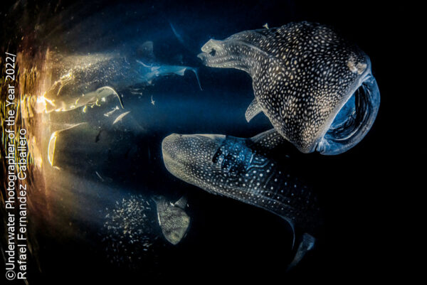 I “giganti della notte” vincono l’Underwater Photographer of the Year 2022: ecco le immagini più belle