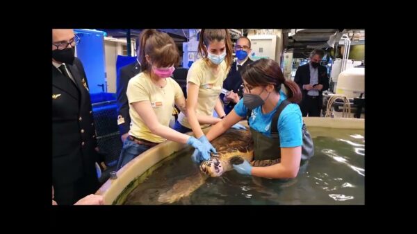 Guardia Costiera e Acquario di Genova ancora insieme per la salvaguardia della fauna marina in difficoltà