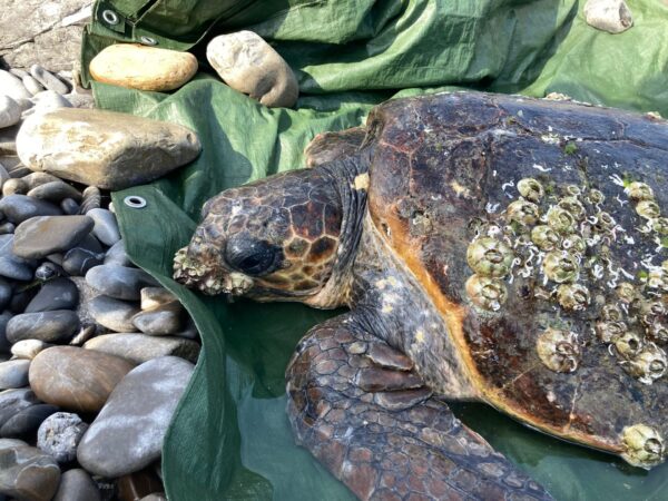 Tartaruga marina in difficoltà soccorsa nel ponente ligure: è stata “ricoverata” all’Acquario di Genova