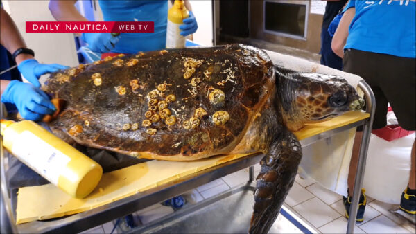 Soccorsa una tartaruga a Diano Marina: è stata trasportata all’Acquario di Genova