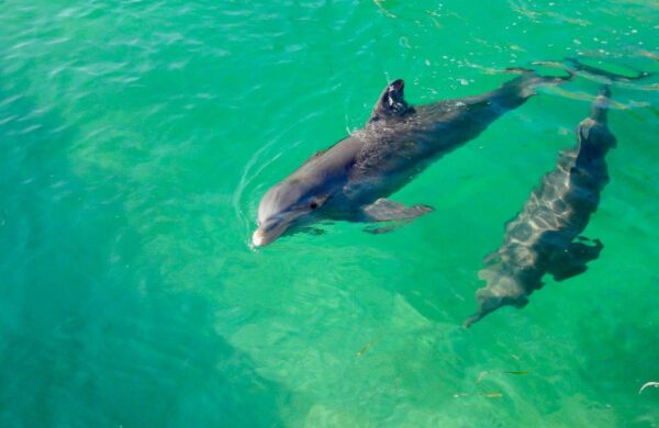 Anche i delfini del Mar Nero vittime della guerra in Ucraina