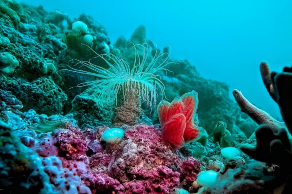 Le “tegnue” adriatiche: un paradiso sommerso tutto da scoprire