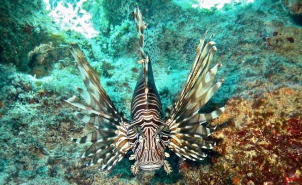 Il Lionfish si trasforma in portafogli e sneakers