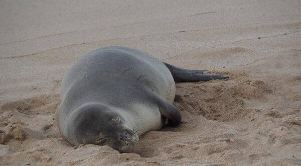 La foca monaca hawaiana esce dal pericolo di estinzione