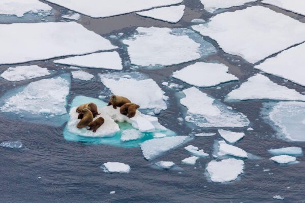 La riduzione del ghiaccio artico e i suoi effetti sul clima