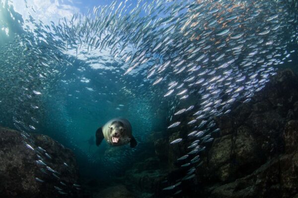 Torna l’Ocean Conservancy Annual Photo Contest: ecco le immagini premiate