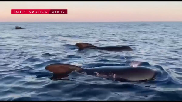 L’incontro tra il s/y Pelagos e un gruppo di globicefali: il video