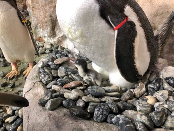 I pulcini di pinguino nati all’Acquario di Genova