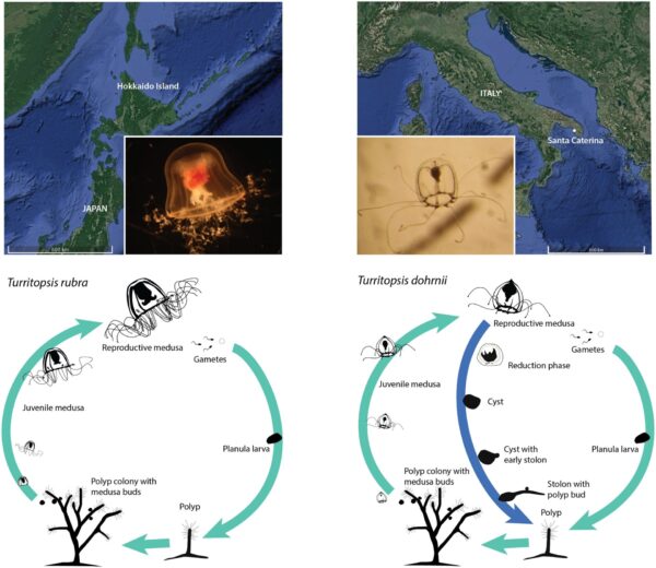 Le meduse ci aiuteranno a diventare immortali?