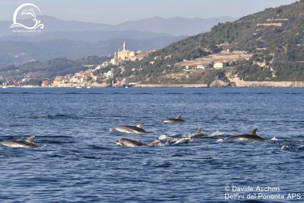 Oltre 70 delfini nuotano vicino alla costa: il video dell’avvistamento record nel ponente ligure