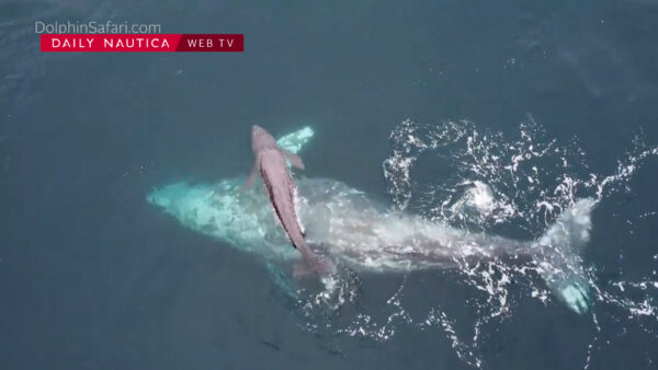 Un cucciolo di balena grigia appena nato e la mamma che lo accudisce