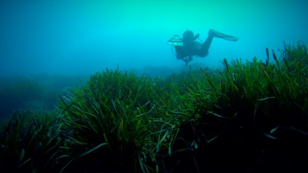 Posidonia oceanica: una pianta, non un’alga!