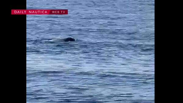 Una foca monaca al largo di Capri: il video del rarissimo avvistamento