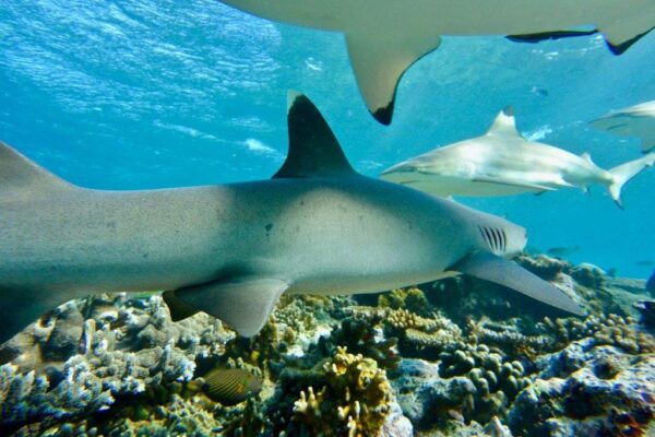 Great Britain’s new law protects sharks