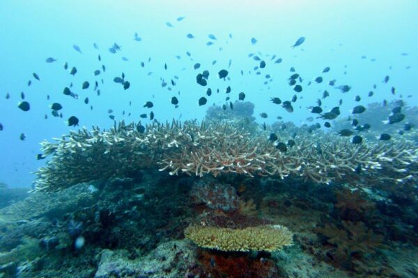 L’Onu adotta due risoluzioni sulla biodiversità marina