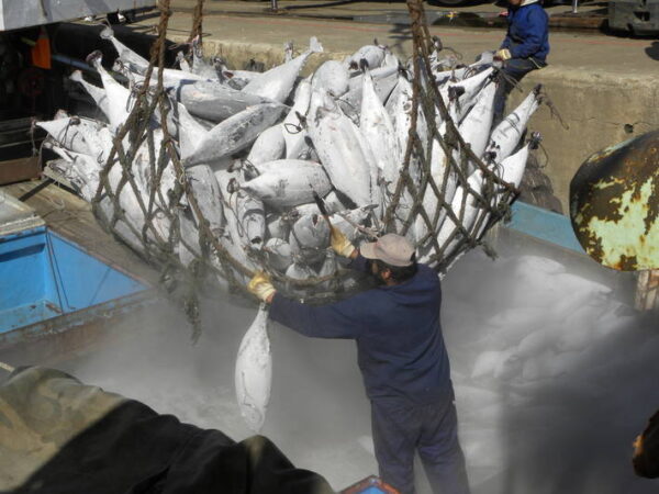 Rapporto NOAA 2023: identificati 7 Paesi che praticano la pesca illegale