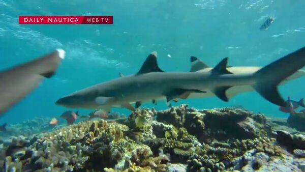 Si vive solo due volte: immergersi tra gli squali nelle isole Fiji