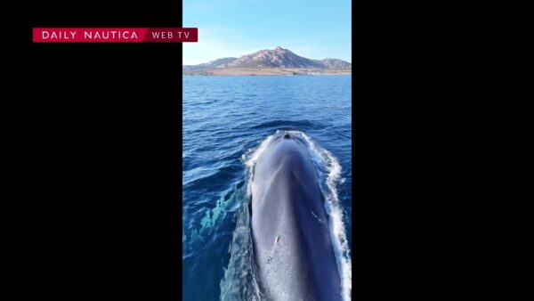 Una balena e il suo cucciolo nuotano davanti all’Asinara