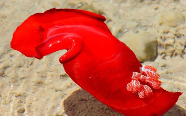 Anche il mare ha le sue ballerine