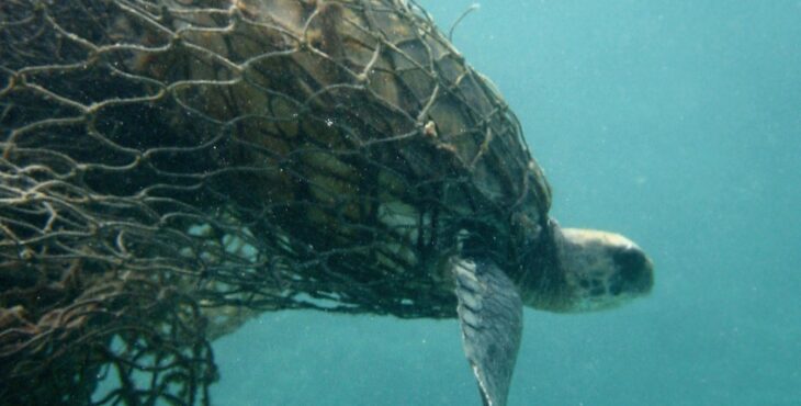 L’Australia aderisce alla Global Ghost Gear Initiative contro le reti da pesca fantasma