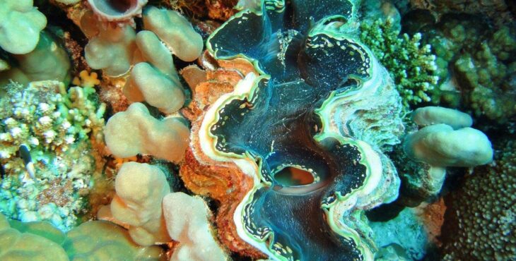 Le meravigliose tridacne e la loro protezione