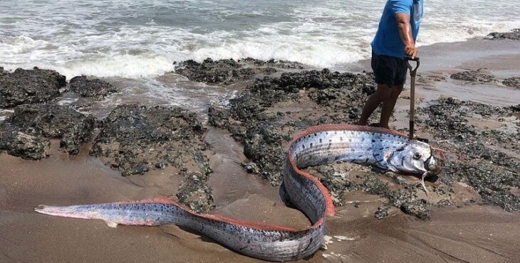 Un rarissimo esemplare di Pesce Remo spiaggiato