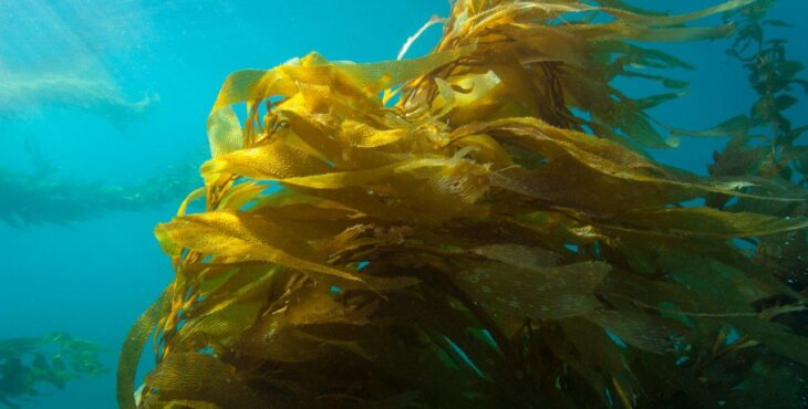 alghe kelp