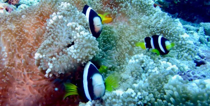 Nascono le creme solari con il Reef Protection Factor