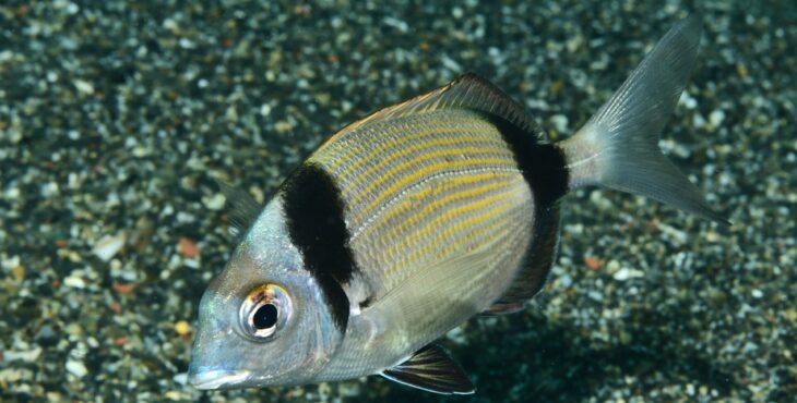Alaimo vince il “Trofeo Amici di Marino” di Safari Fotosub – Le immagini più belle