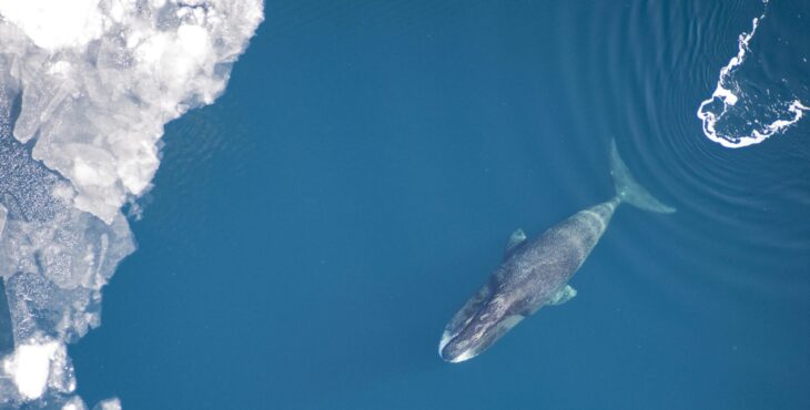 Il cambiamento climatico minaccia l’habitat delle balene della Groenlandia