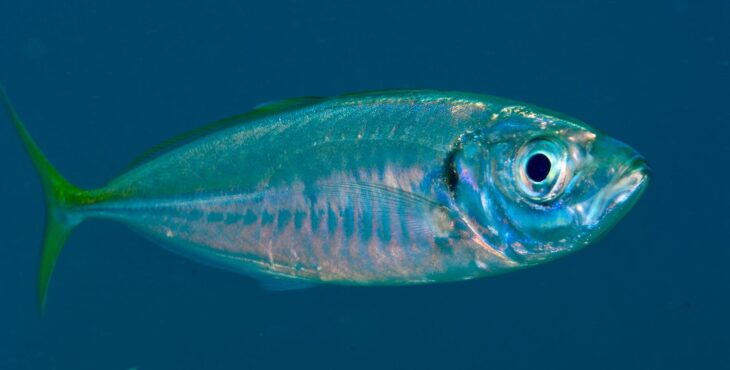 Saltamacchia mattatore alla “nazionale” di Safari Fotosub di Quinto